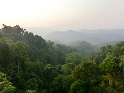 gibbon (48)